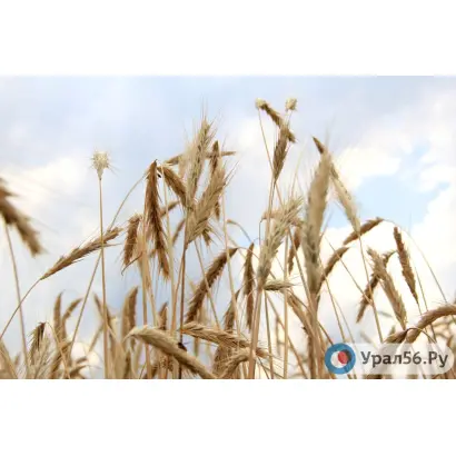 ОРЕНБУРГСКАЯ 30