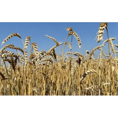 ЮБИЛЕЙНАЯ 60