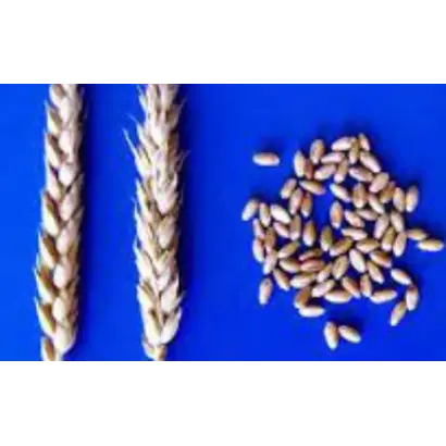 САРАТОВСКАЯ 55