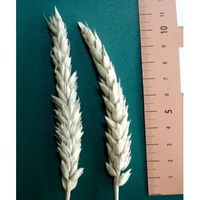 АЛЕКСАНДРИТ