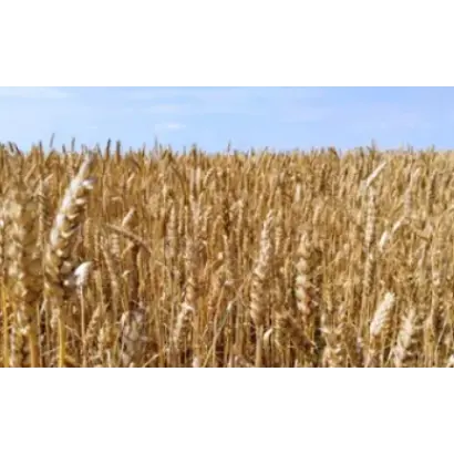 ЗАУРАЛЬСКАЯ ВОЛНА