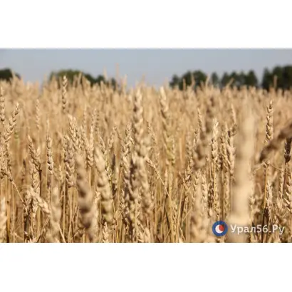 ОРЕНБУРГСКАЯ 23