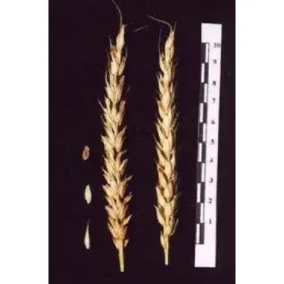 КРЕСТЬЯНКА