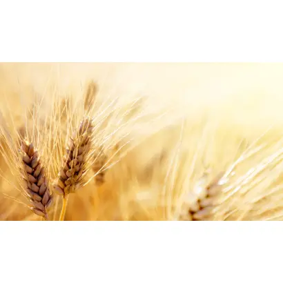 ОРЕНБУРГСКАЯ 13