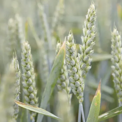 КВС КАРУЗУМ