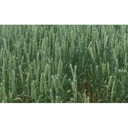 ЗАУРАЛЬСКАЯ ЖЕМЧУЖИНА