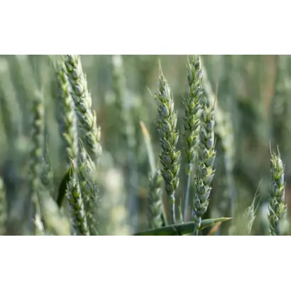 КВС ДЖЕТСТРИМ