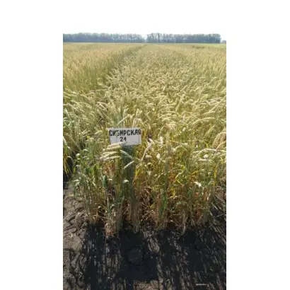 СИБИРСКАЯ 21