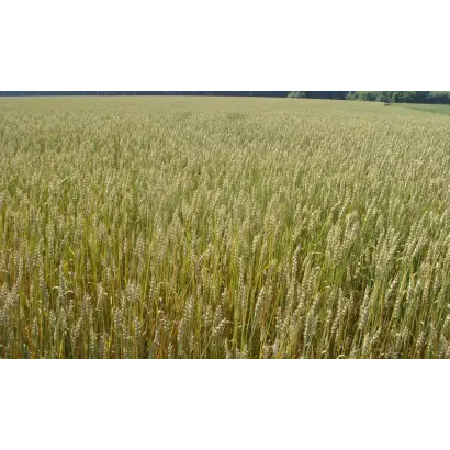 НОВОСИБИРСКАЯ 22