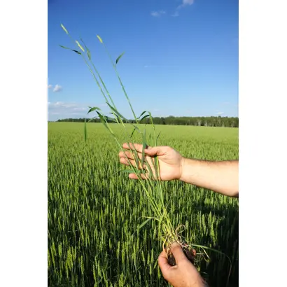 ТОБОЛЬСКАЯ