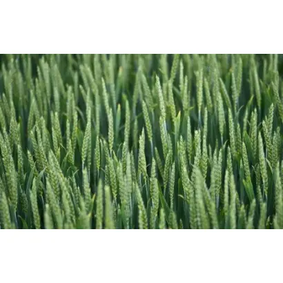 КВС ТОРРИДОН