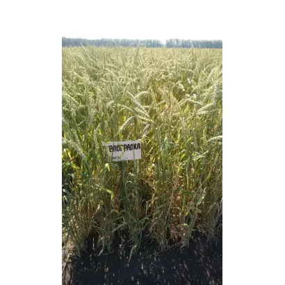 ПАВЛОГРАДКА