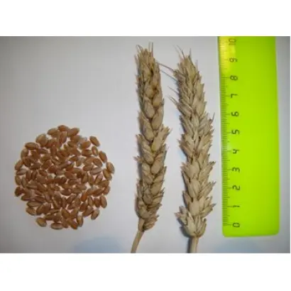 НОВОСИБИРСКАЯ 89