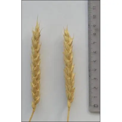 САРАТОВСКАЯ 74