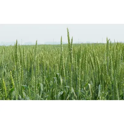 УРАЛОСИБИРСКАЯ