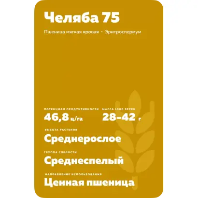 ЧЕЛЯБА 75