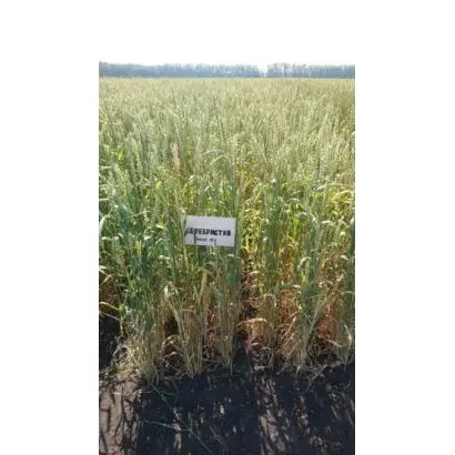 СЕРЕБРИСТАЯ