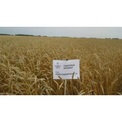 НОВОСИБИРСКАЯ 31