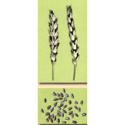 ПРОХОРОВКА