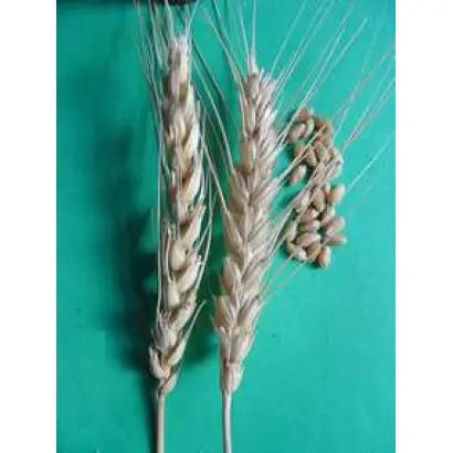 САРАТОВСКАЯ 73