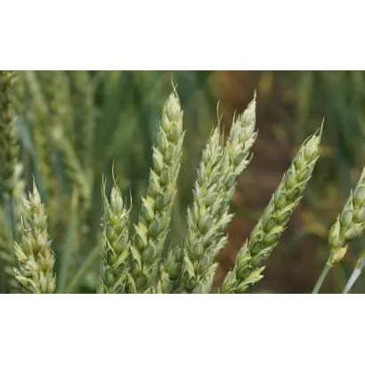 АЛТАЙСКАЯ 105