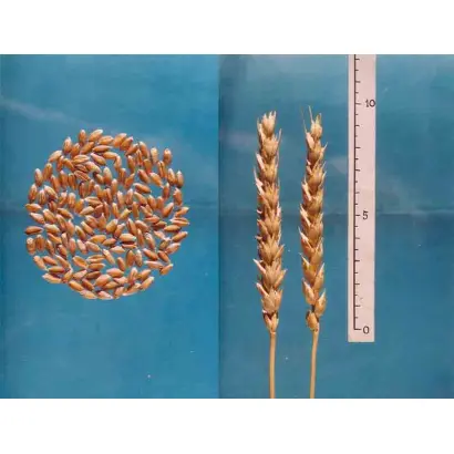 ЮГО-ВОСТОЧНАЯ 2