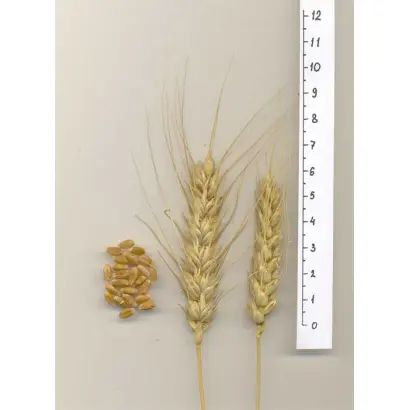 САРАТОВСКАЯ 68