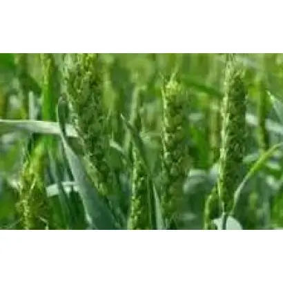 АЛТАЙСКАЯ СТЕПНАЯ