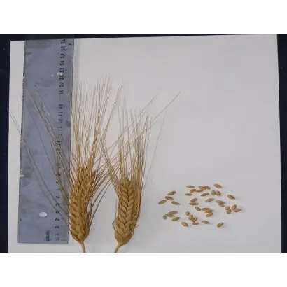 ТЁМНЫЙ ЯНТАРЬ