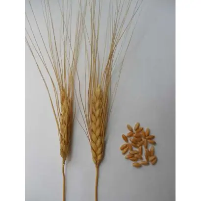 КРАСНОКУТКА 15