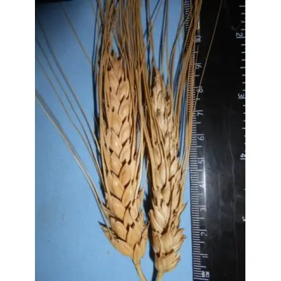 ПАМЯТИ ВАСИЛЬЧУКА