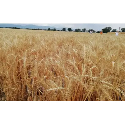 ОРЕНБУРГСКАЯ 10