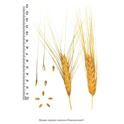 НОВОДОНСКАЯ