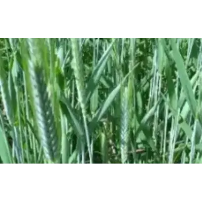 БЕЗЕНЧУКСКАЯ 182