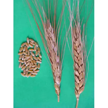 КРАСНОКУТКА 10