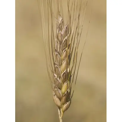 ПАМЯТИ ЯНЧЕНКО