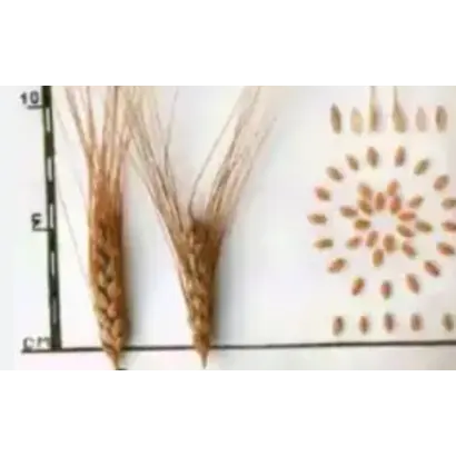 ОМСКАЯ СТЕПНАЯ