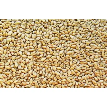 ДОНСКАЯ ЭЛЕГИЯ