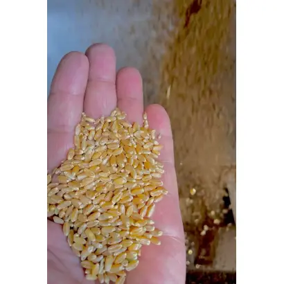 БЕЗЕНЧУКСКАЯ 205