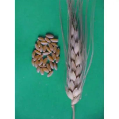 ЕЛИЗАВЕТИНСКАЯ