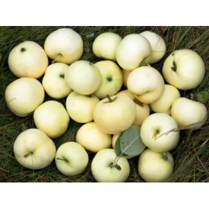 НАЛИВ БЕЛЫЙ