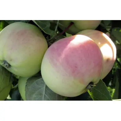 СЕВЕРНАЯ ЗОРЬКА