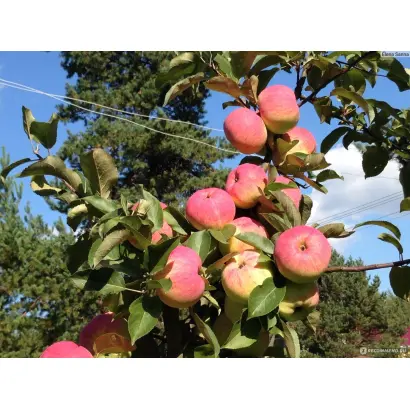 ПИОНЕР СЕВЕРА