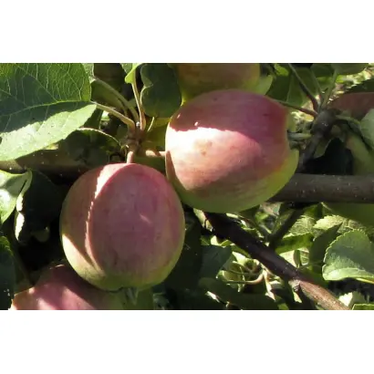 ФЕСТИВАЛЬНОЕ