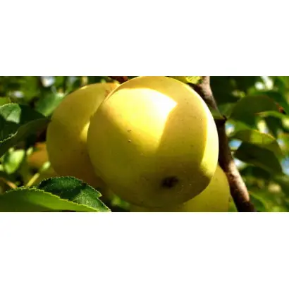 ТЕЛЛИСААРЕ