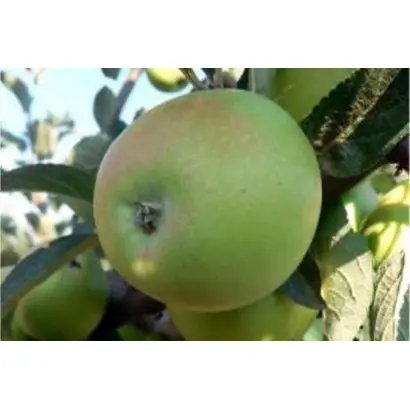 КРЫМСКОЕ ЗИМНЕЕ