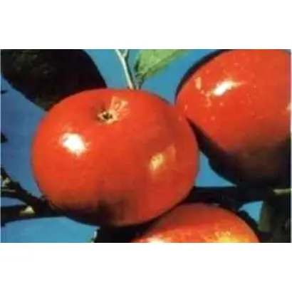 СЕНТЯБРЬСКОЕ КРАСНОЕ