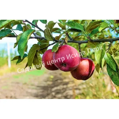 АВРОРА КРЫМСКАЯ