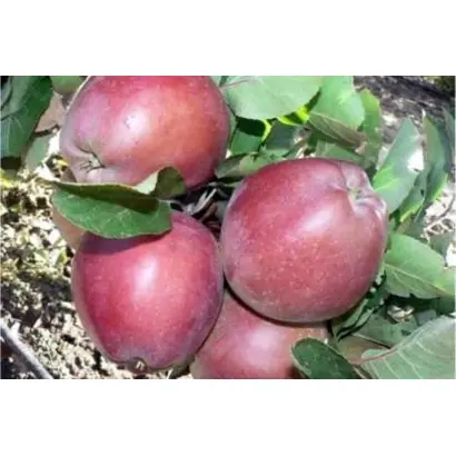 ПРЕДГОРНОЕ