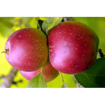 БРУСНИЧНОЕ